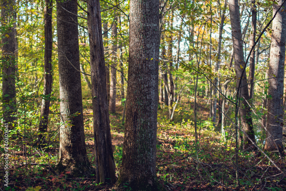 autumn leaves and light in the forest