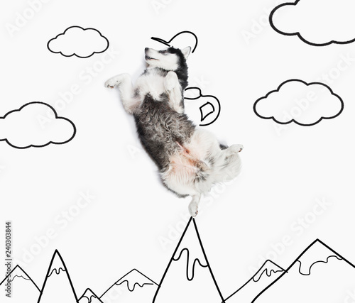 alaskan malamute dog as a turist on the top of drawing moutians. Isolated on white background photo