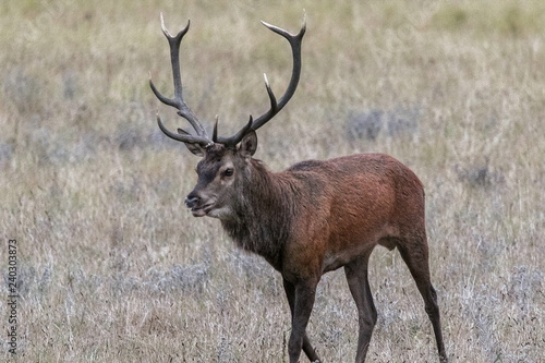 Cerf en approche.