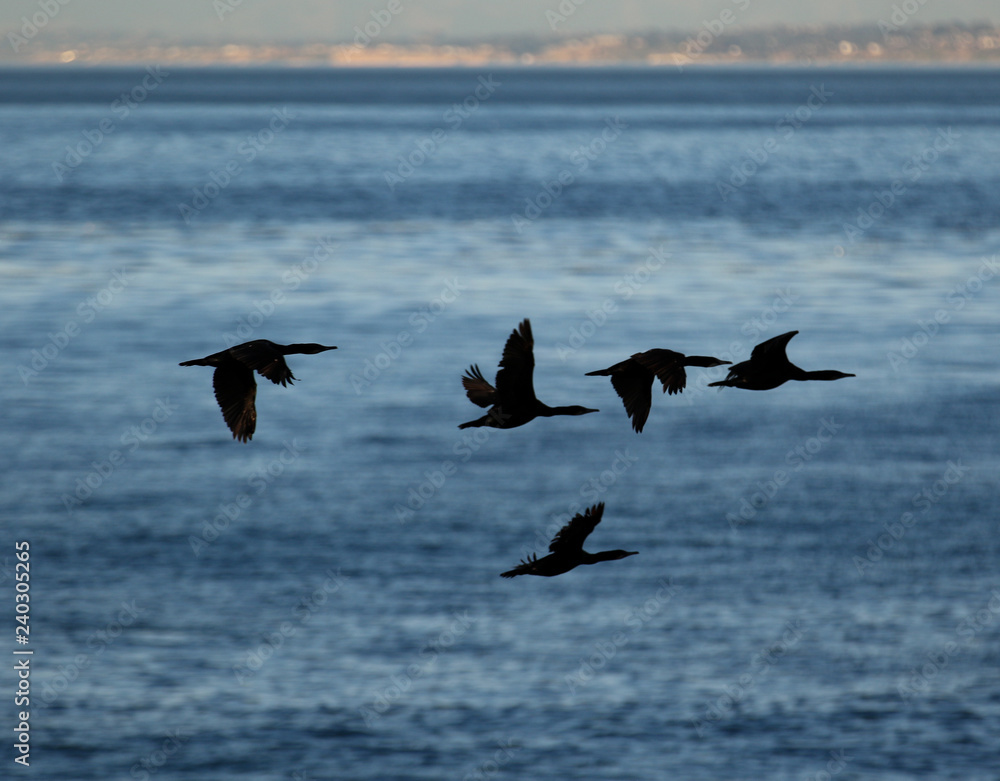 Silhouette of a flock of geese birds flying on the coastline in La Jolla California