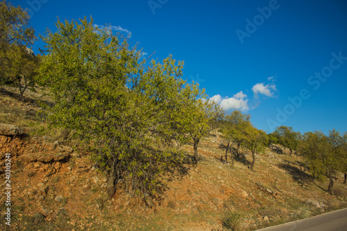 south dry summer countryside hill and rock environment nature landscape with trees on yellow ground near car road