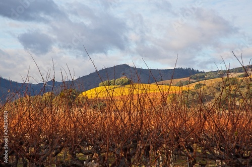Beautiful autumn colors at the vineyards in Sonoma County on cloudy day after the rain
