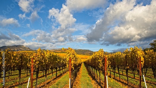 Beautiful autumn colors at the vineyards in Sonoma County on cloudy day after the rain photo