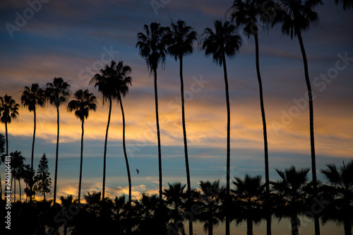 Silhouette of palm trees at sunset on the beach in La Jolla California