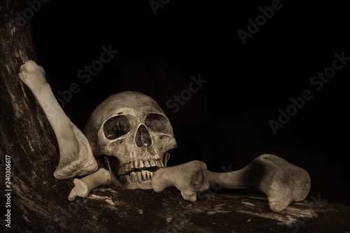 Still life of genocide human skulls on wooden