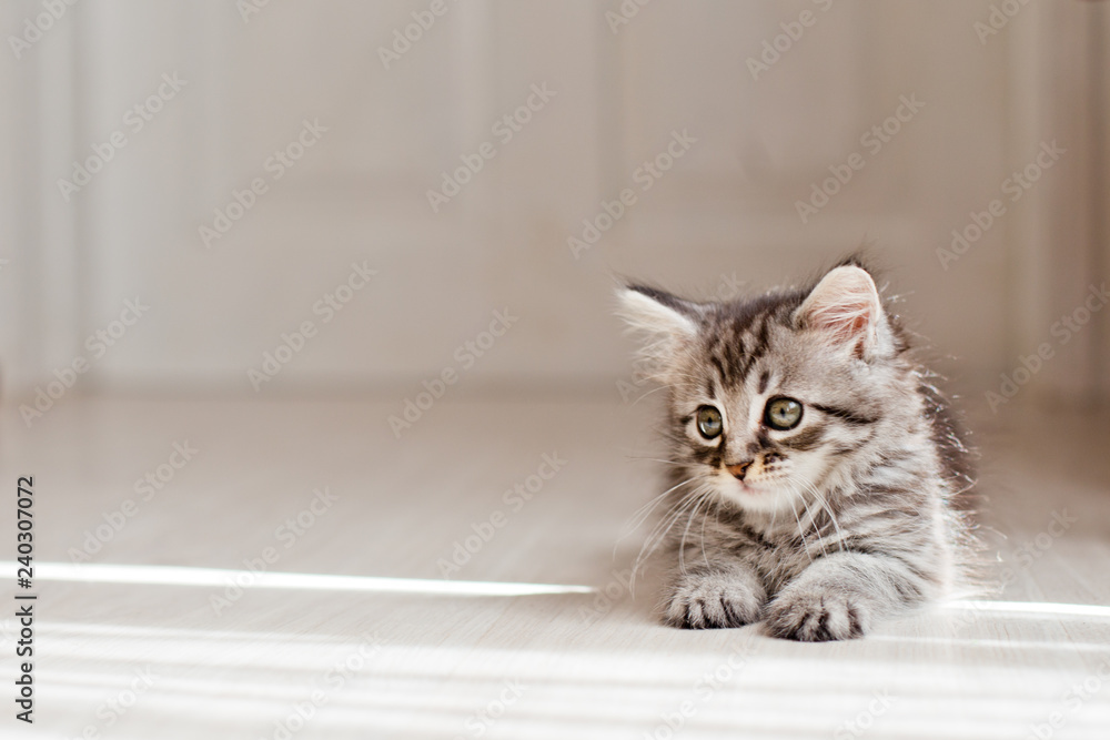 Little gray kitten lying on the floor in the rays of the sun. Sad newborn kitten. Little gray kitten lying on the floor in the rays of the sun. Sad newborn kitten.