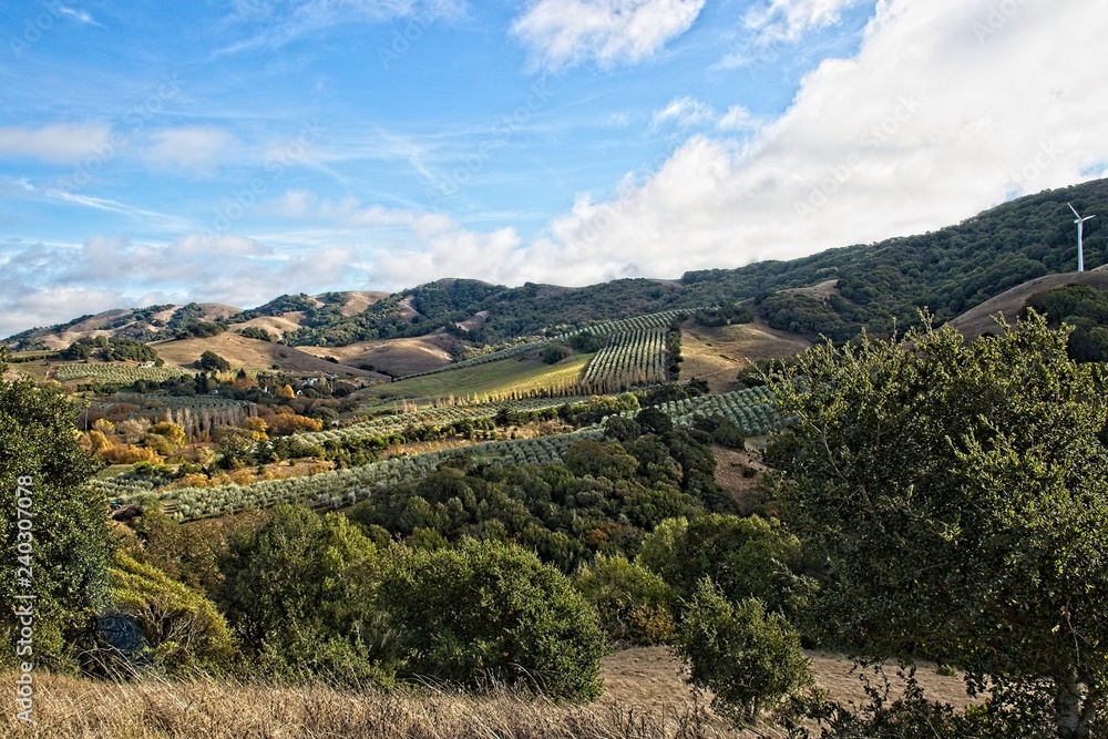 Obraz premium Marin County open space and beautiful hills. An Olive plantation between Sonoma and Marin County