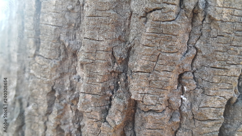 tree peel macro close up texture for background and texture tree peel macro close up texture for background and texture
