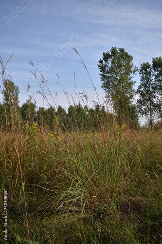 Colorful meadow with a blue sky and thin white clouds