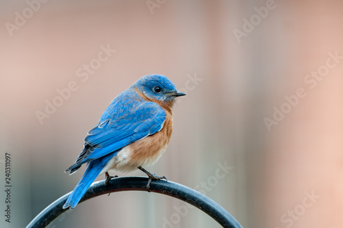 Eastern Bluebird