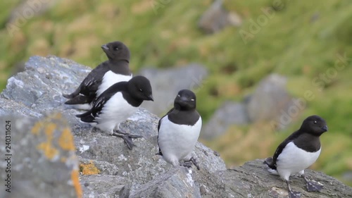 Little auk on the rock in the mountains of Spitsbergen Norway