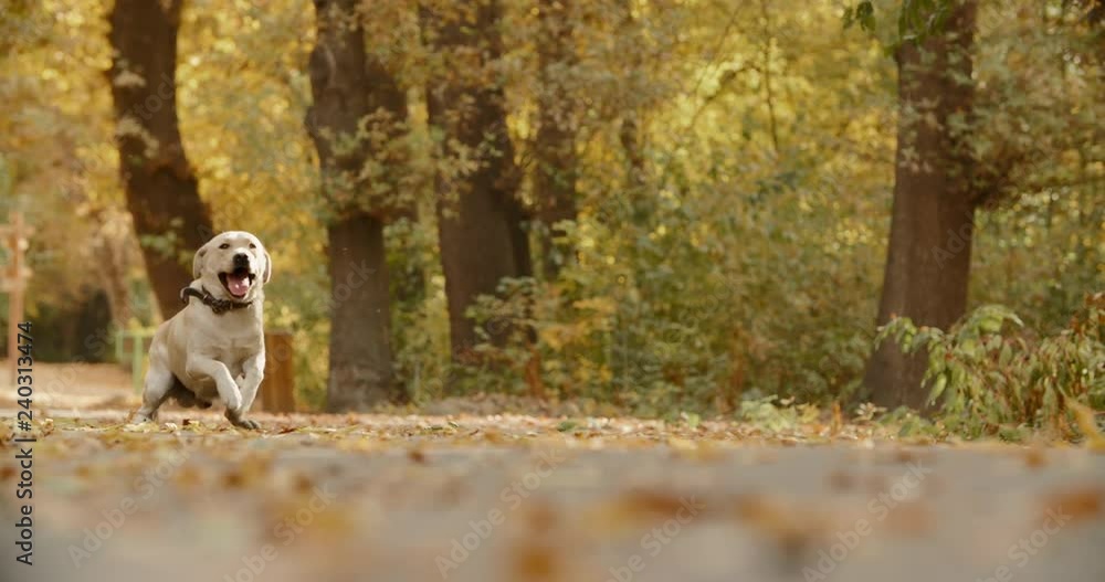 Curious golden retriever sitting on ground in park, then playfully rushing up and running with tongue out 4k Curious golden retriever sitting on ground in park, then playfully rushing up and running with tongue out 4k