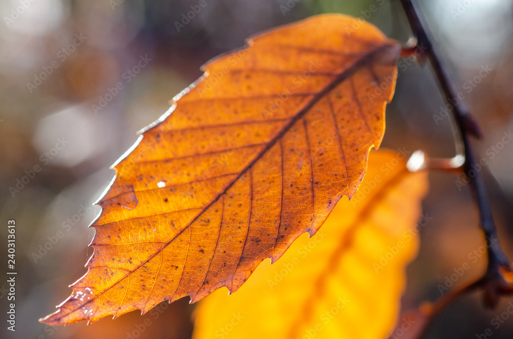 Obraz premium クヌギ枯葉