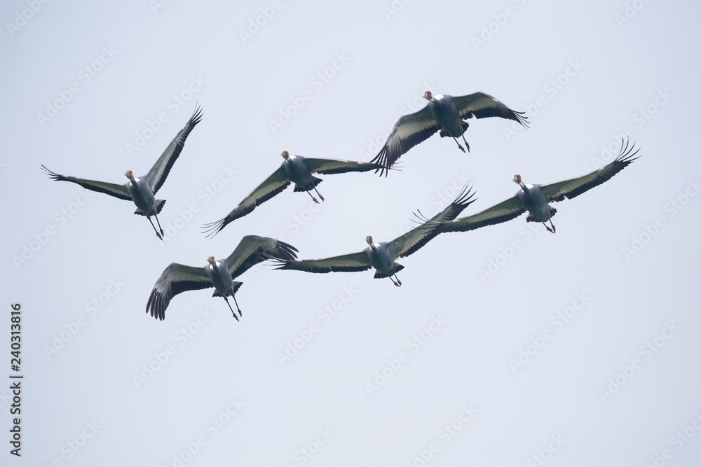 Fototapeta premium flying white-naped crane