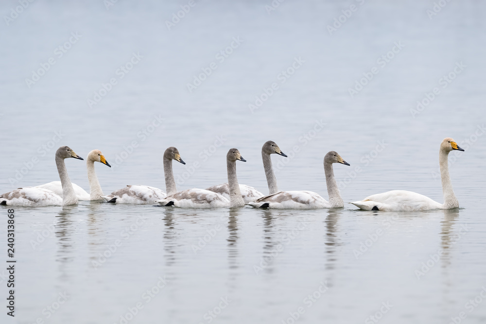 Fototapeta premium whooper swans in the water
