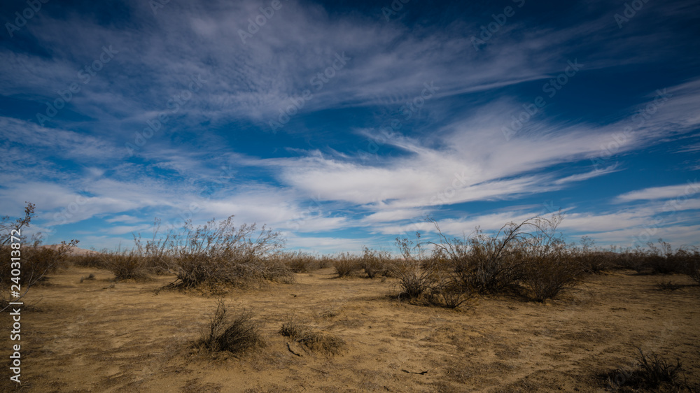 Creosote bushes in the Mojave desert Creosote bushes in the Mojave desert
