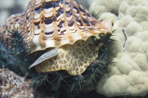 Triton’s Trumpet Eating Crown-of-Thorns Starfish photo