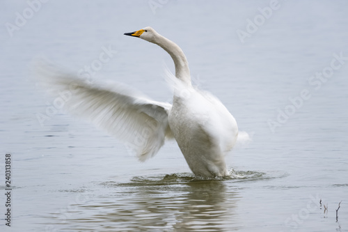 whooper swan closeup