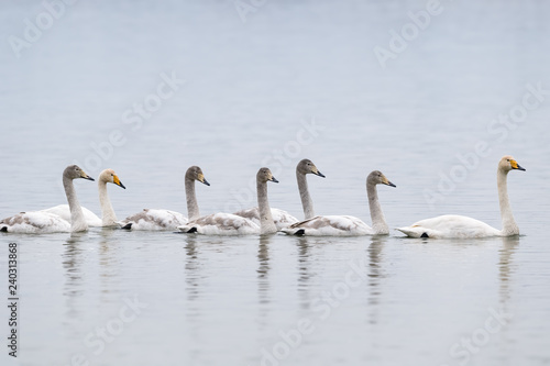 whooper swans in the water