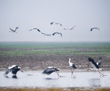 wetland landscape of beautiful oriental white stork