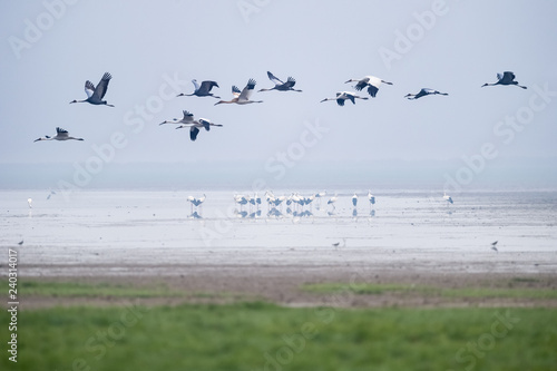 oriental white stork in wetland
