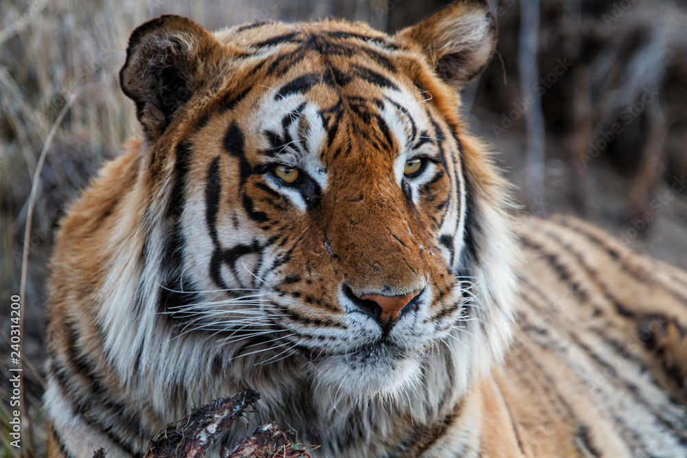 Portrait of a yoportraitung Tiger in Tiger Canyons Game Reserve in South Africa Portrait of a yoportraitung Tiger in Tiger Canyons Game Reserve in South Africa