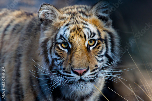 Portrait of a yoportraitung Tiger in Tiger Canyons Game Reserve in South Africa