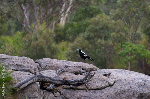 Australian magpie sitting on the stone