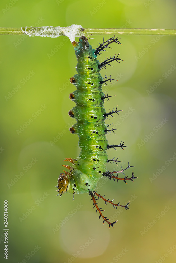 Fototapeta premium Mature Clipper (Parthenos sylvia) caterpillar prepares itself for pupation