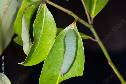 Spotted Jay (Graphium arycles) caterpillar photo