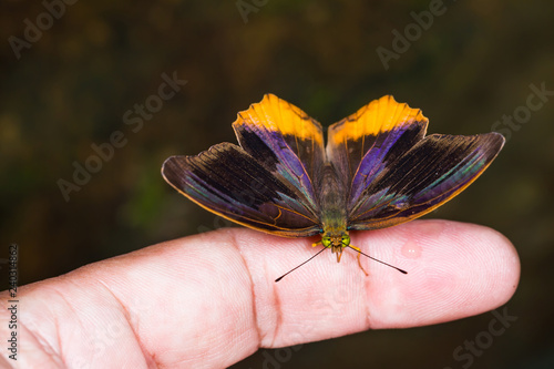 Royal Assyrian (Terinos terpander) butterfly photo