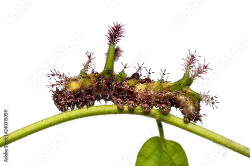 White Commodore (Parasarpa dudu) caterpillar