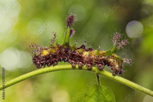 White Commodore (Parasarpa dudu) caterpillar photo