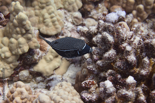 Whitley's Boxfish on Coral Reef photo