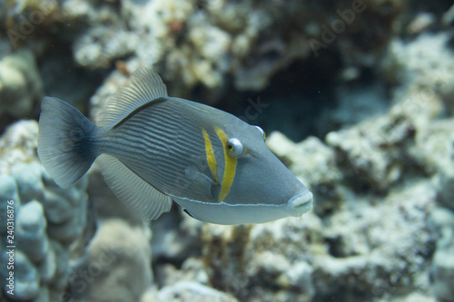 Bursa Triggerfish on Coral Reef