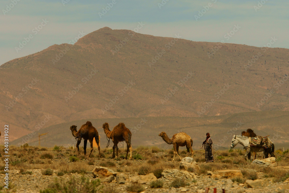 Bedouin and camels in the desert. Atlas Mountains. Morocco. Bedouin and camels in the desert. Atlas Mountains. Morocco.