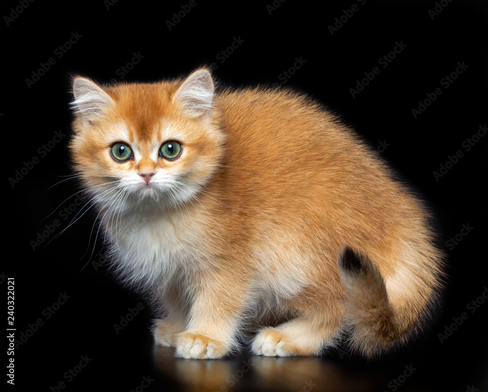 British cat isolated on Black Background in studio British cat isolated on Black Background in studio