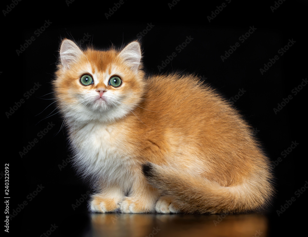 British cat isolated on Black Background in studio