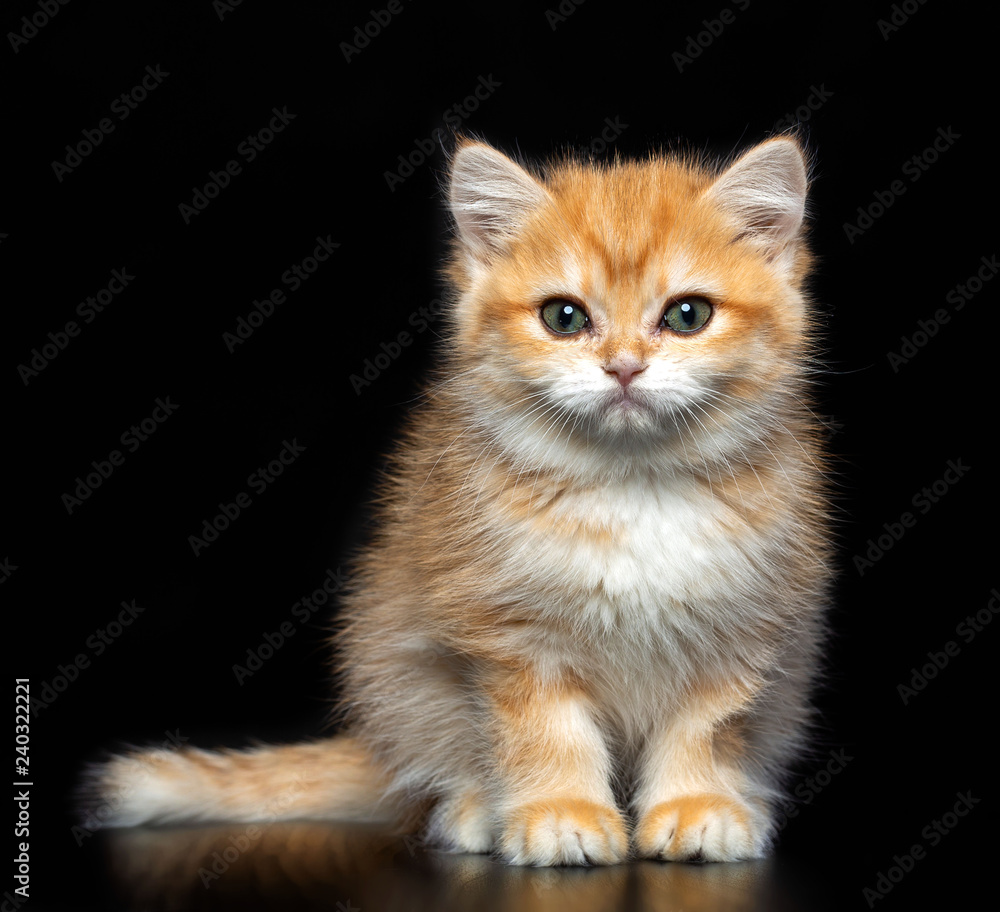 British cat isolated on Black Background in studio