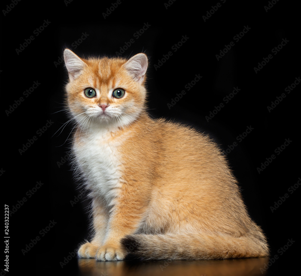 British cat isolated on Black Background in studio British cat isolated on Black Background in studio
