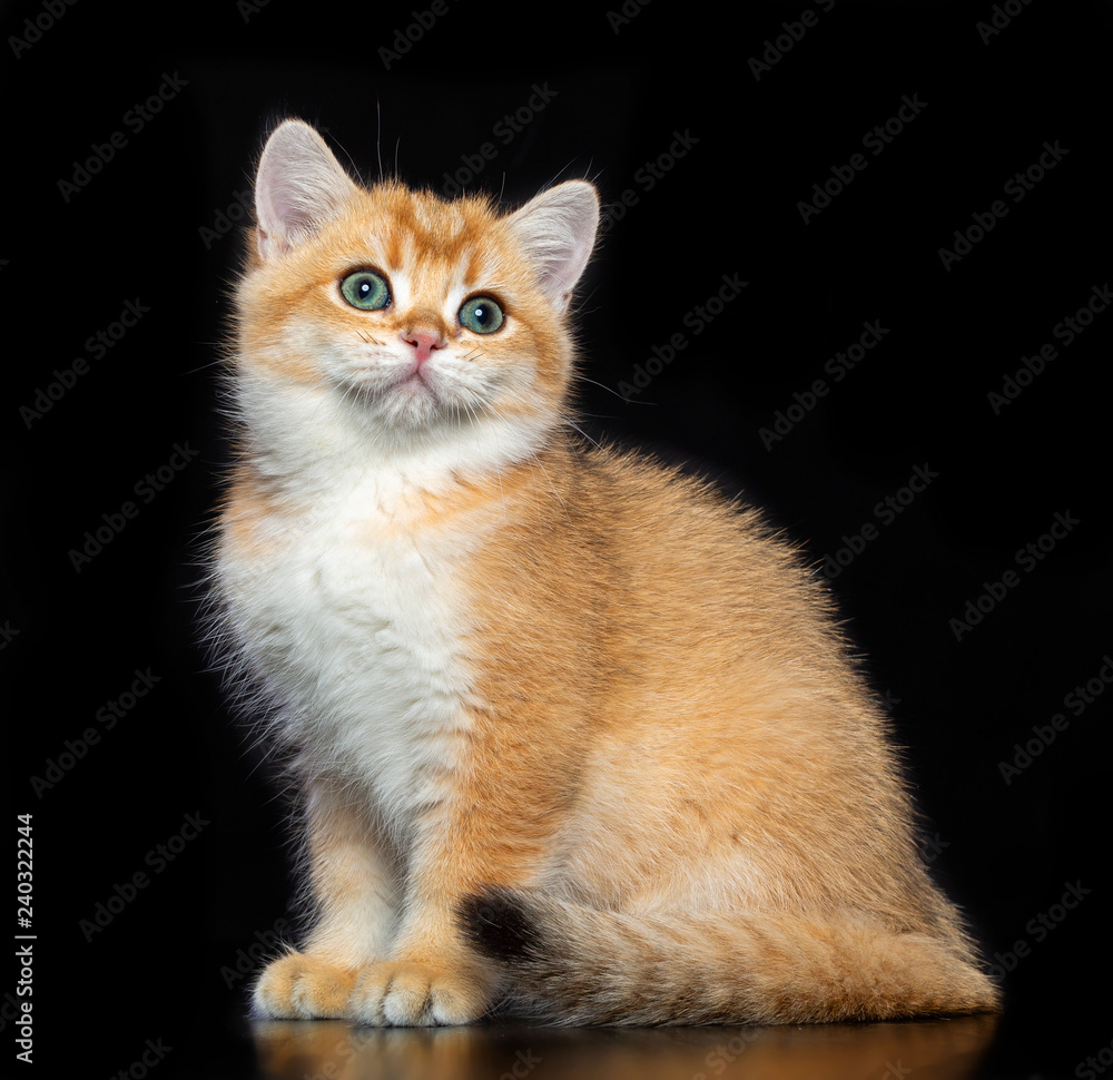 British cat isolated on Black Background in studio British cat isolated on Black Background in studio