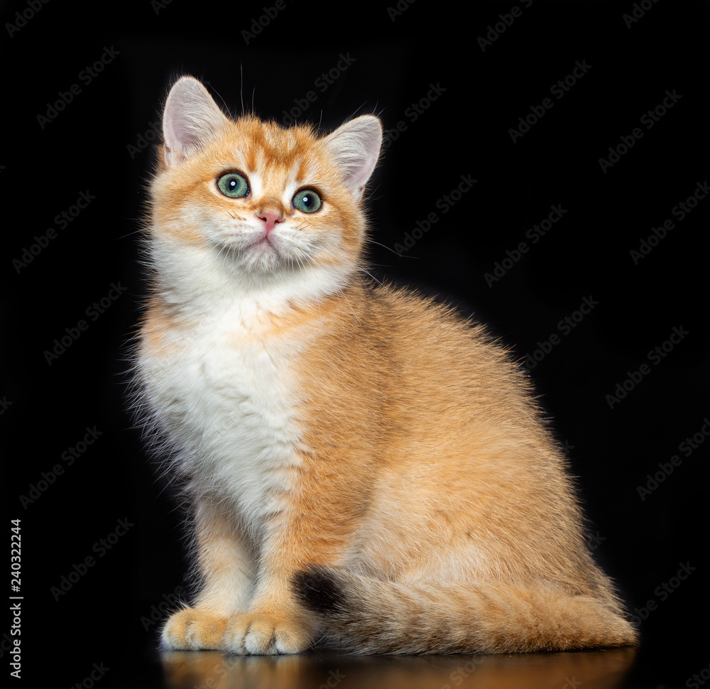 British cat isolated on Black Background in studio