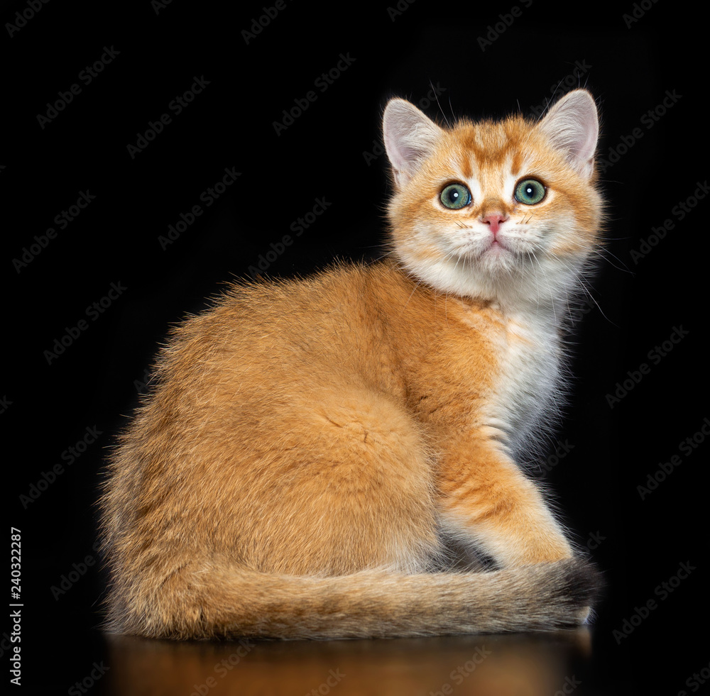 British cat isolated on Black Background in studio British cat isolated on Black Background in studio