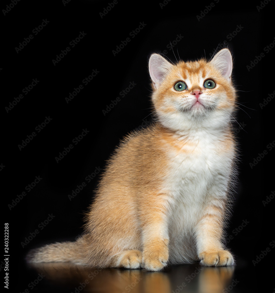 British cat isolated on Black Background in studio