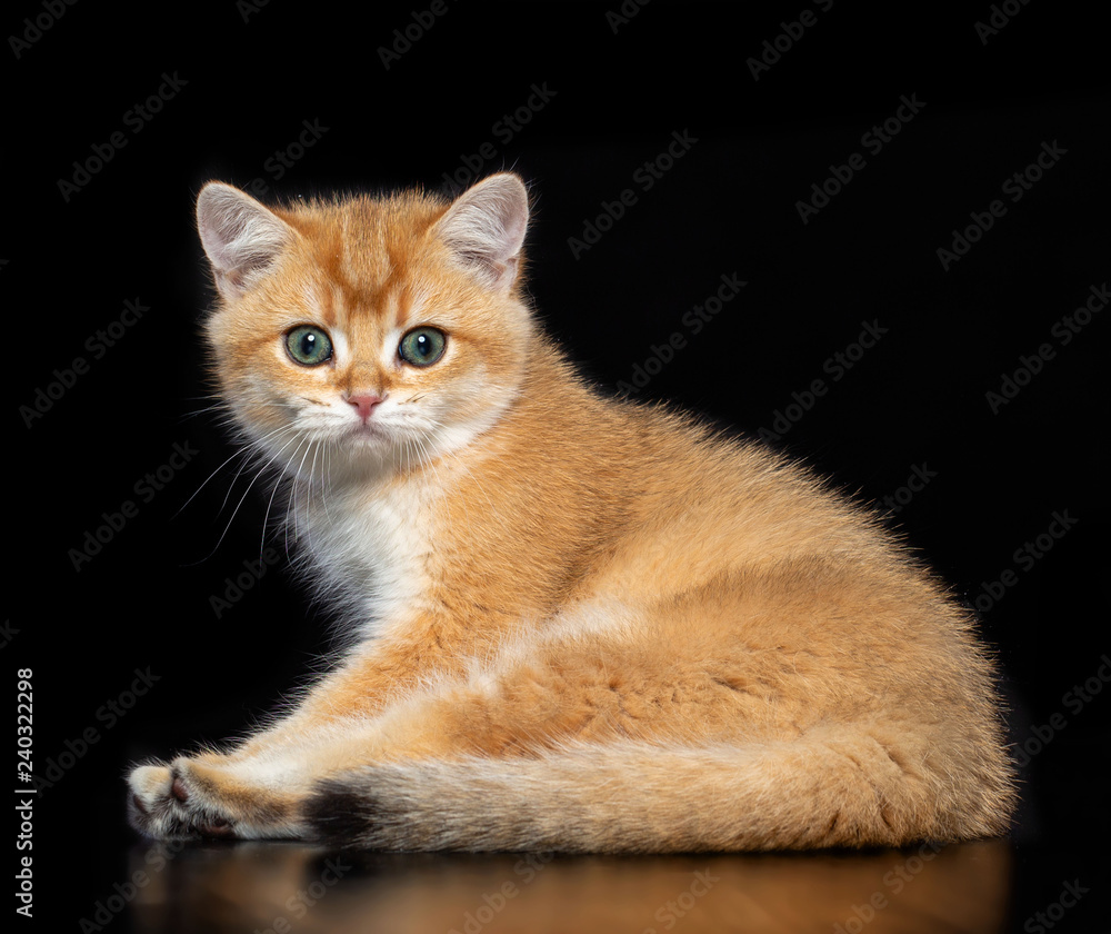 British cat isolated on Black Background in studio British cat isolated on Black Background in studio