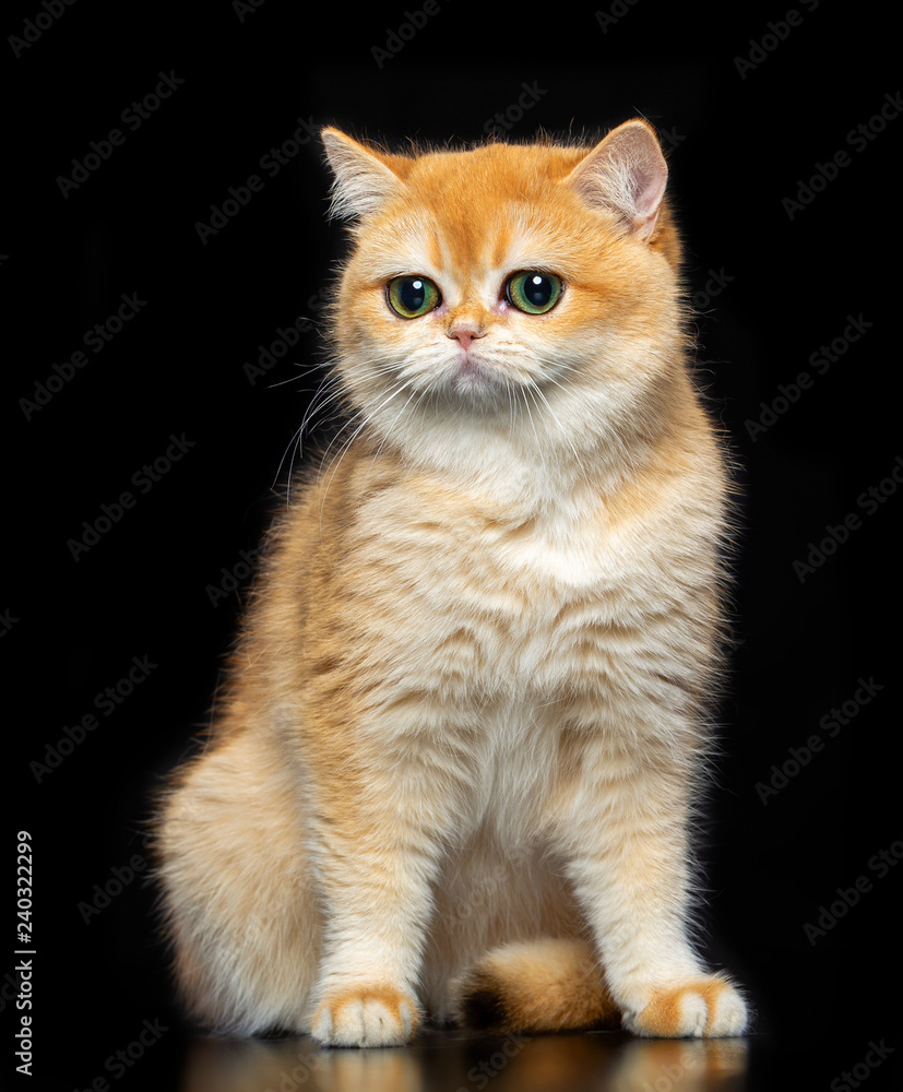 British cat isolated on Black Background in studio British cat isolated on Black Background in studio