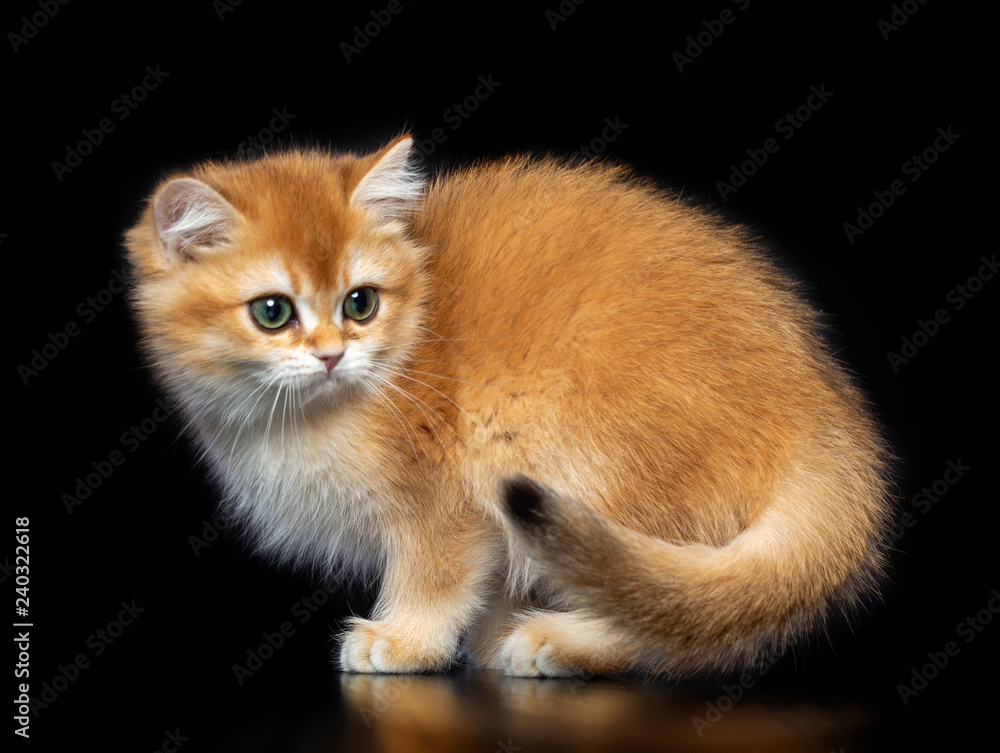 British cat isolated on Black Background in studio British cat isolated on Black Background in studio