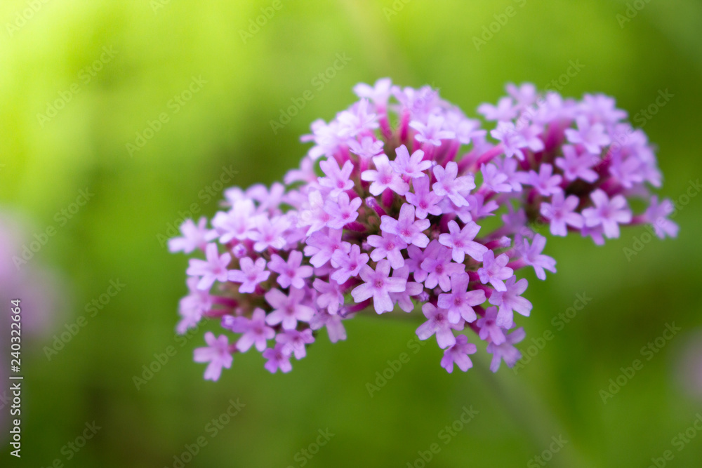 purple flowers of lilac purple flowers of lilac