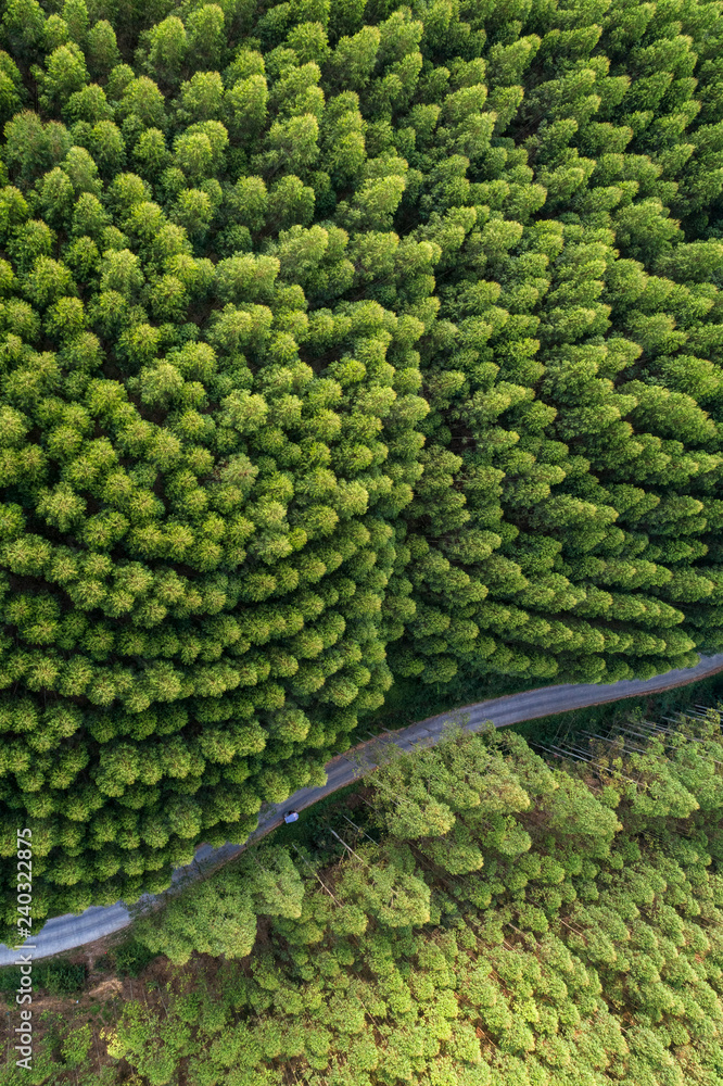 Road in the middle of a forest from above Road in the middle of a forest from above