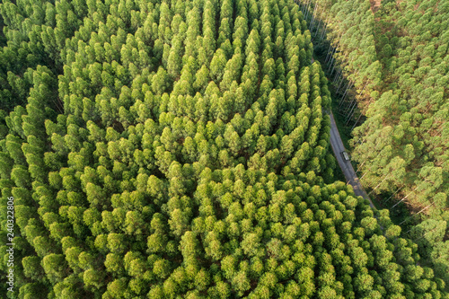Road in the middle of a forest from above